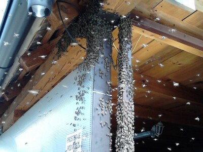 Roj pčela dar s Božje strane