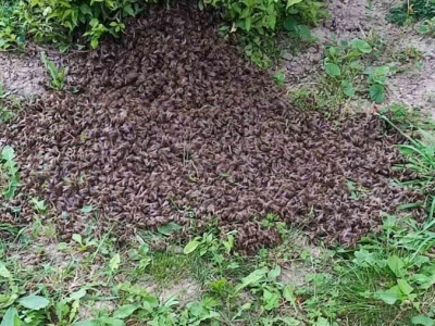 Rojenje pčela