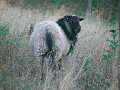 Romanovska rasa - Muška grla prenose gene plodnosti i otpornosti na potomstvo