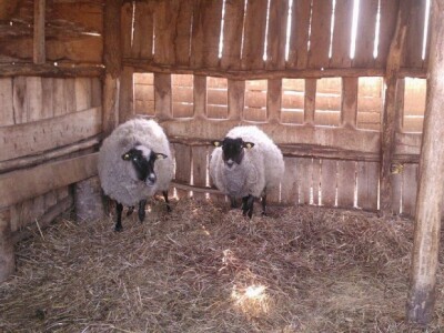 Romanovska rasa - Nova rasa u Srbiji