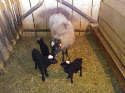Romanovska rasa - Ovca Ljubica sa potomstvom