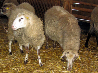 Dobro potomstvo romanovske i sjeničke ovce