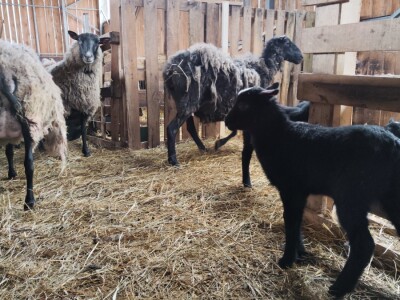 Romanovske ovce Nebojše Dragića