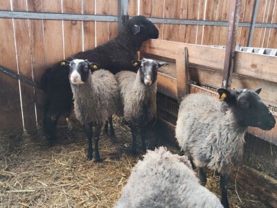 Romanovske ovce Nebojše Dragića