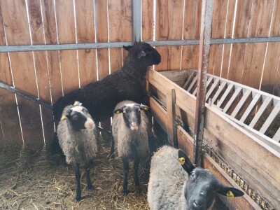 Romanovske ovce Nebojše Dragića