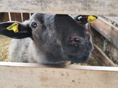 Romanovske ovce Nebojše Dragića