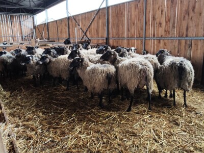 Romanovske ovce Nebojše Dragića