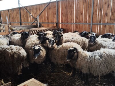 Romanovske ovce Nebojše Dragića