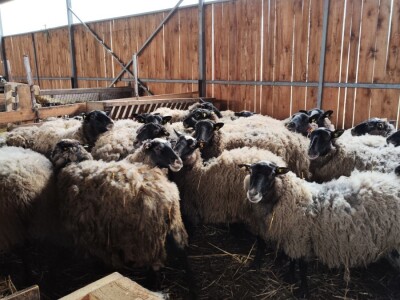 Romanovske ovce Nebojše Dragića