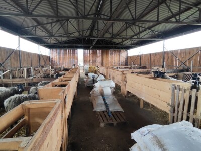 Romanovske ovce Nebojše Dragića