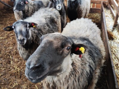 Romanovske ovce Nebojše Dragića