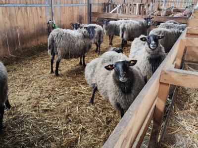 Romanovske ovce Nebojše Dragića