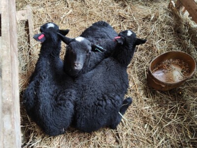 Romanovske ovce Nebojše Dragića