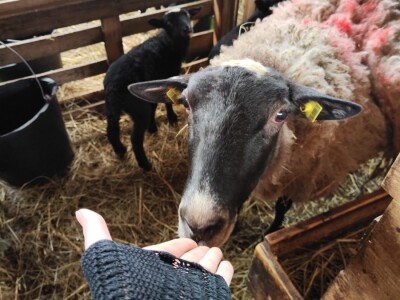 Romanovske ovce Nebojše Dragića