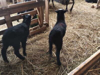 Romanovske ovce Nebojše Dragića