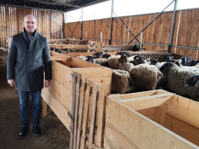 Romanovske ovce Nebojše Dragića