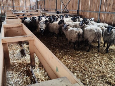 Romanovske ovce Nebojše Dragića