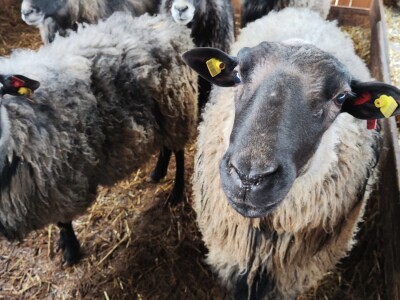 Romanovske ovce Nebojše Dragića