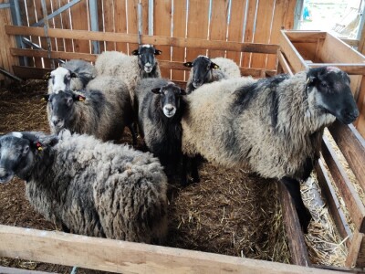 Romanovske ovce Nebojše Dragića