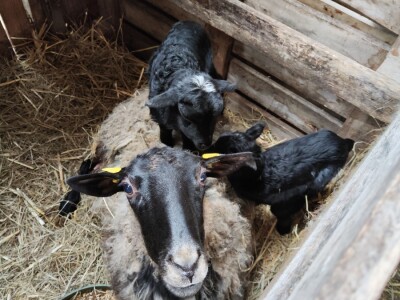 Romanovske ovce Nebojše Dragića