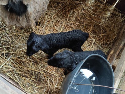Romanovske ovce Nebojše Dragića