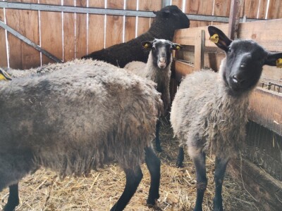 Romanovske ovce Nebojše Dragića