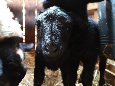 Romanovske ovce Nebojše Dragića