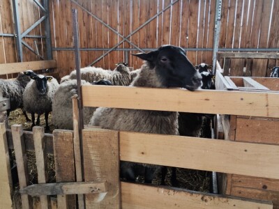 Romanovske ovce Nebojše Dragića