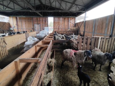 Romanovske ovce Nebojše Dragića