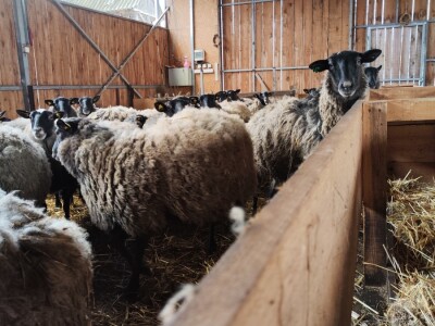 Romanovske ovce Nebojše Dragića