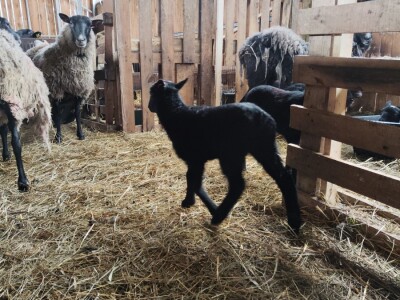 Romanovske ovce Nebojše Dragića