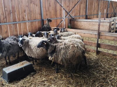 Romanovske ovce Nebojše Dragića