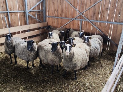 Romanovske ovce Nebojše Dragića