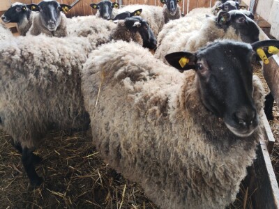 Romanovske ovce Nebojše Dragića