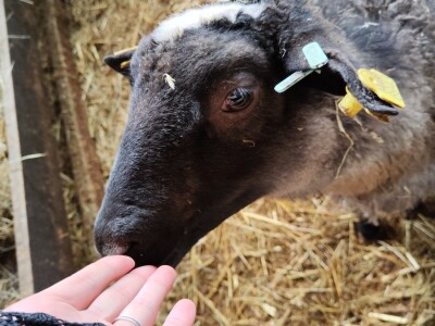 Romanovske ovce Nebojše Dragića