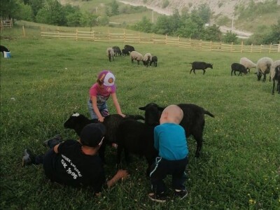 Romanovske ovce poboljšale život porodice Šemić iz Kaknja