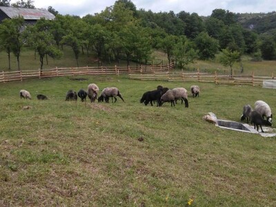 Romanovske ovce poboljšale život porodice Šemić iz Kaknja