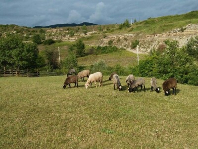 Romanovske ovce poboljšale život porodice Šemić iz Kaknja