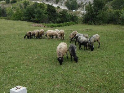 Romanovske ovce poboljšale život porodice Šemić iz Kaknja