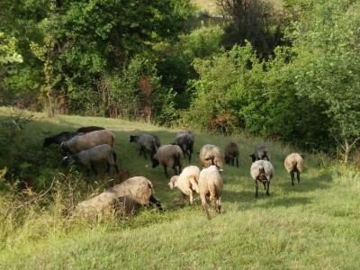 Romanovske ovce poboljšale život porodice Šemić iz Kaknja