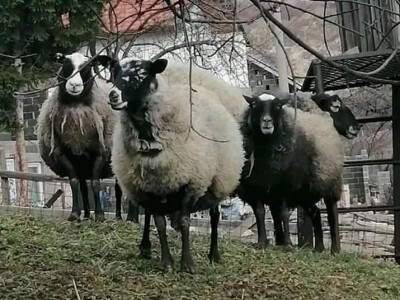 Romanovske ovce poboljšale život porodice Šemić iz Kaknja