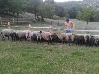 Romanovske ovce poboljšale život porodice Šemić iz Kaknja