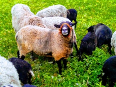 Romanovske ovce poboljšale život porodice Šemić iz Kaknja