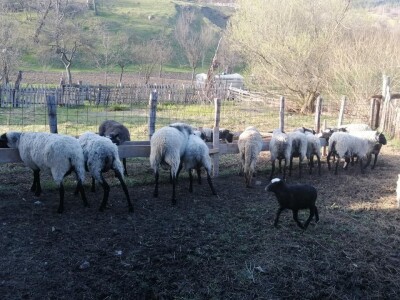 Romanovske ovce poboljšale život porodice Šemić iz Kaknja