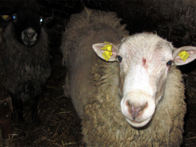 Dobro potomstvo romanovske i sjeničke ovce