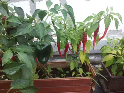 Chilli paprike