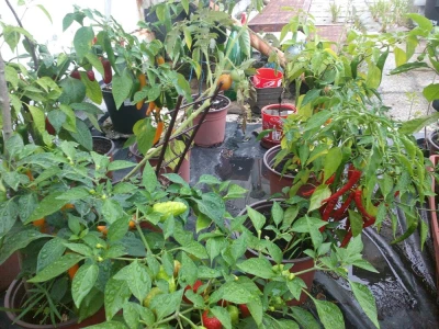 Chilli paprike