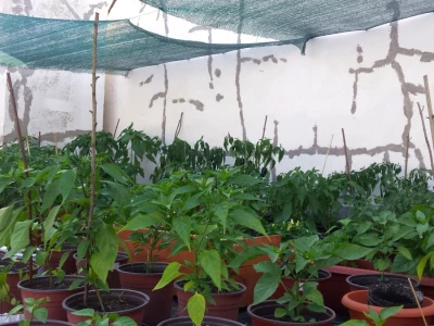 Sadnice chillija