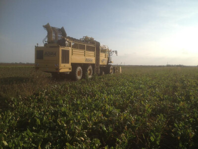 Vađenje šećerne repe Vađenje šećerne repe