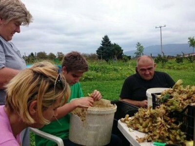 Obitelj Rosman zajednički proizvodi egzotične kulture Obitelj Rosman zajednički proizvodi egzotične kulture
